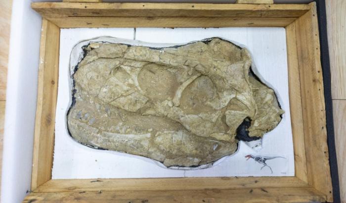 Le crâne fossilisé d'un dinosaure Tarbosaurus bataar exposé lors d'une cérémonie de restitution le 11 juin 2026 à Oulan-Bator