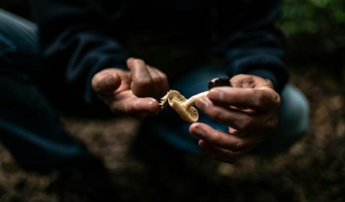 Durch den Verlust an Waldflächen droht laut Weltnaturschutzunion der Verlust hunderter Pilzarten, die wiederum für die Pflanzenwelt von großer Bedeutung sind. Von 1300 dokumentierten Pilzarten sind demnach mindestens 411 vom Aussterben bedroht.