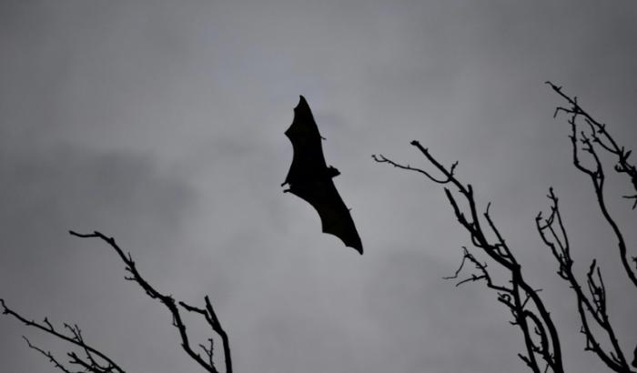Europas größte Fledermaus jagt und frisst auch Singvögel in der Luft. Senderdaten zeigen, dass Riesenabendsegler Vögel mehr als einen Kilometer über dem Boden fangen und verzehren, ohne zu landen.