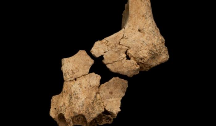 Le fossile découvert dans le gouffre de l'éléphant d'Atapuerca, en Espagne. Photo distribuée le 8 juillet 2022 par l'équipe de recherche d'Atapuerca