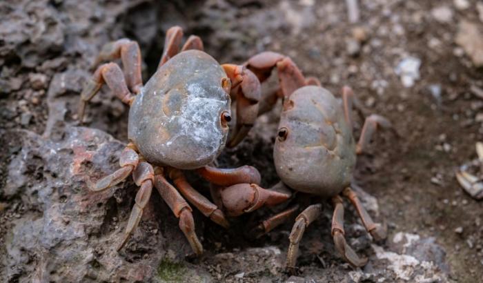 Des crabes sur l'île de Malpelo (Colombie), le 8 september 2024