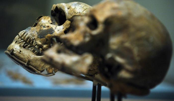 Un crâne d'Homo Sapiens (Cro-Magnon 1) (d) et un crâne d'Homo Neanderthalensis (g) exposés au Smithsonian National Museum of Natural History à Washington, le 17 mars 2010