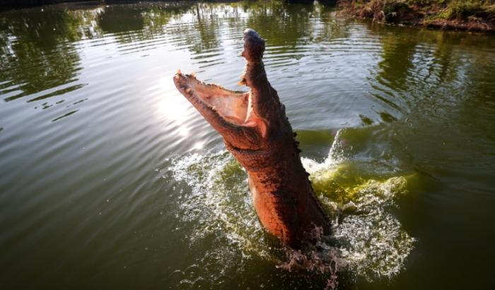 Leistenkrokodile sind in der Vergangenheit mindestens 3000 Kilometer über den offenen Indischen Ozean bis zur Inselgruppe der Seychellen gelangt. Das ergaben DNA-Untersuchungen zur Evolutionsgeschichte der größten heute noch lebenden Krokodilart.
