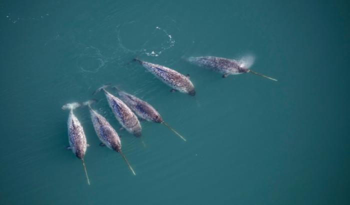 Photo non datée, diffusée par l'Institut de la nature du Groenland le 21 février 2023, montrant une vue aérienne de narvals dans les fjords au large de la côte est du Groenland
