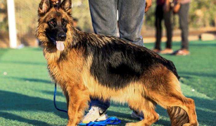 Der Zweite Weltkrieg und der übermäßige Einsatz weniger Deckrüden haben die genetische Vielfalt des Deutschen Schäferhundes geschrumpft. Das fanden Forscher bei Genom-Vergleichen der beliebten Hunderasse aus verschiedenen Zeitabschnitten heraus.