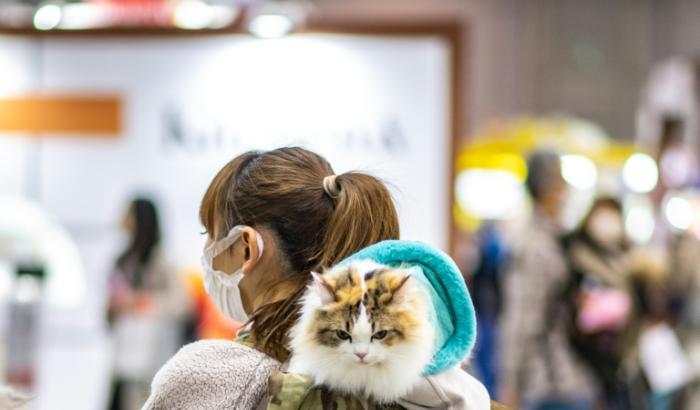 Une startup japonaise a déposé une demande d'homologation pour un nouveau traitement contre l'insuffisance rénale chronique chez le chat