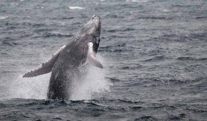 Une baleine à bosse saute au large de l'archipel des Saintes en Guadeloupe dans les Antilles françaises, le 13 mai 2022