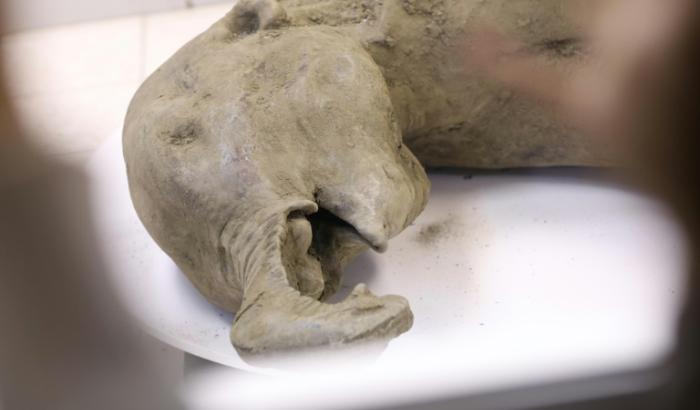Photo prise et diffusée par l'Université fédérale du Nord-Est le 23 décembre 2024 montrant la carcasse d'un bébé mammouth, dont l'âge est estimé à plus de 50 000 ans, lors de sa présentation à Iakoutsk, en Russie