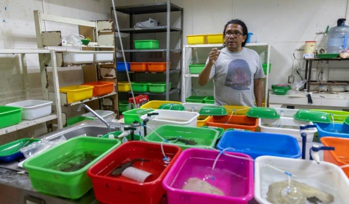 Le biologiste et chercheur Rodolfo Perez Rodriguez travaille dans son laboratoire avec des spécimens d'achoque (Ambystoma dumerilii) collectés dans le lac Patzcuaro, à l'Université Michoacan de San Nicolas de Hidalgo (UMSNH), à Morelia, dans l'État du Michoacan, au Mexique, le 12 juin 2025