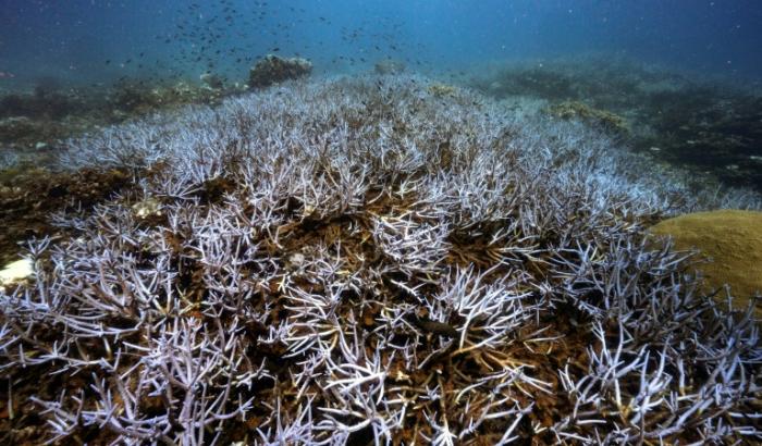 Des coraux brillant d'un bleu fluorescent pour se protéger du blanchissement autour de l'île de Koh Tao, le 15 juin 2024 dans le sud de la Thaïlande