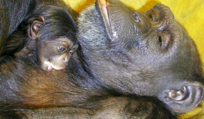 La chimpanzée prodige Ai, morte à 49 ans, apparaît sur cette photo diffusée 1er mai 2000 par l’Institut de recherche sur les primates de l’université de Kyoto (Japon), en train d'allaiter son premier bébé, Ayumu, à Inuyama