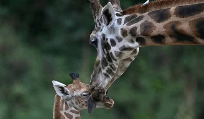 Viele Tierpopulationen in Zoos sind überaltert und gefährden nach Meinung von Forschern damit die Artenschutzziele. In vielen Zoos gibt es zu wenig junge und viele ältere Tiere, weshalb solche Populationen als weniger stabil gelten.