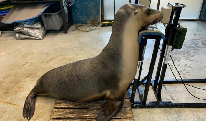 Photo non datée, fournie par la professeure de l'université Curtin et chercheuse Christine Erbe et reçue le 9 octobre 2026, montrant une otarie pendant un test auditif au zoo de Taronga, à Sydney