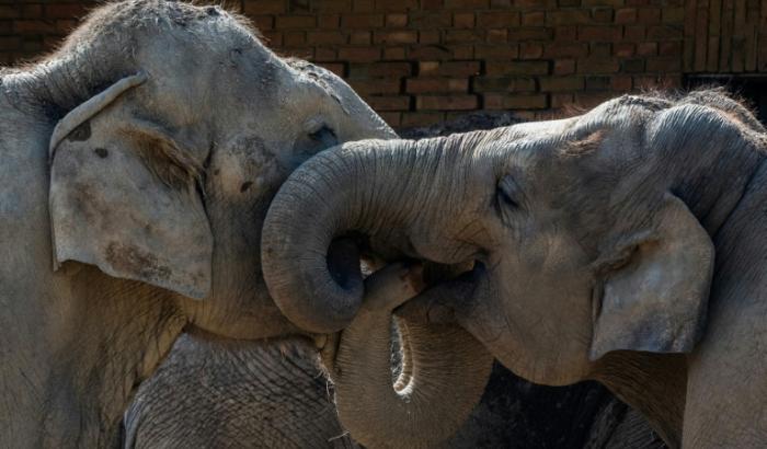 Deux éléphants au zoo de Berlin, le 16 avril 2025