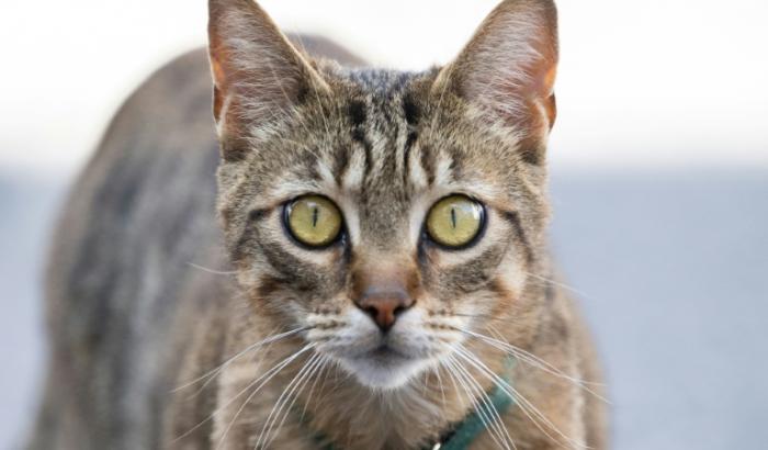 Die Hauskatze kam erst vor rund 2000 Jahren aus Nordafrika nach Europa und damit später als gedacht. Das zeigen Genanalysen von Katzenfunden aus knapp hundert archäologischen Fundstätten in Europa und Anatolien in der Türkei.