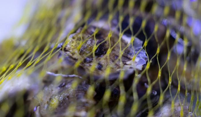 Des huîtres blanchies par l'acidité de l'eau dans laquelle elles ont été plongées, dans un laboratoire de l'Ifremer à Landunvez, en Bretagne, le 7 mai 2025