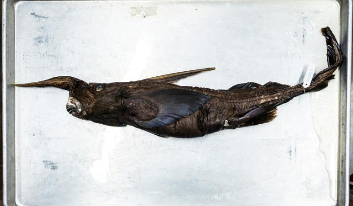 Un spécimen d'une espèce de requin fantôme découverte au large du Costa Rica, présentée à musée de zoologie à San Jose, le 3 juillet 2026