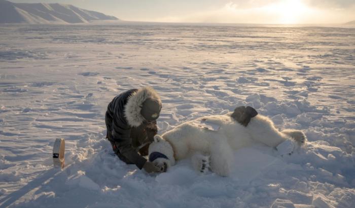 Jon Aars, de l'Institut polaire norvégien, change le collier GPS d'une ourse polaire, dans l'archipel du Svalbard, le 15 avril 2025