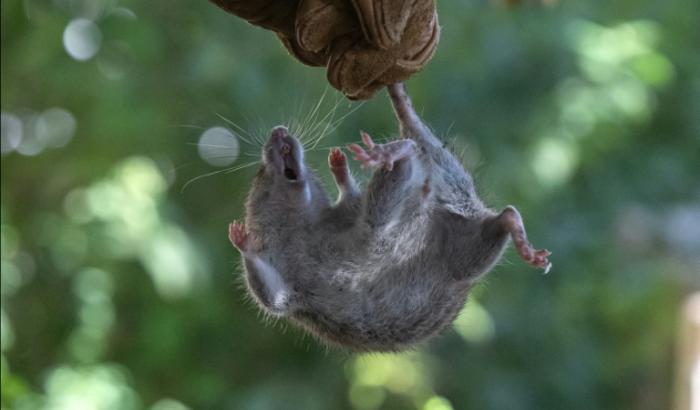 Die argentinischen Behörden haben angesichts des tödlichen Hantavirus-Ausbruchs auf einem aus Argentinien aufgebrochenen Kreuzfahrtschiffs die Entsendung von Experten nach Ushuaia im Süden des Landes zur Untersuchung von Nagetieren angekündigt.