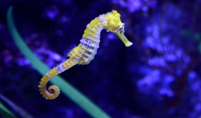 Das männliche Sexualhormone bei Seepferdchen steuert einer Studie zufolge die Entwicklung der Embryos - ohne typische weibliche Hormone. Das teilte die Universität Konstanz mit.