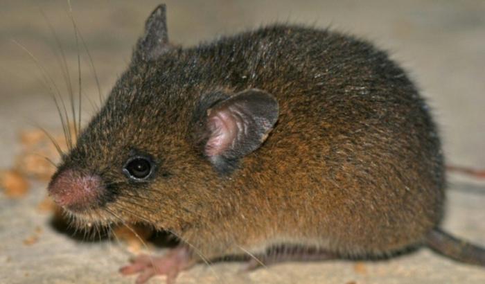 Photo diffusée par le Service national des aires naturelles protégées par l’Etat (Sernanp) montre le rongeur Oreoryzomys hesperus, découvert dans le Sanctuaire national Tabaconas Namballe, dans la région andine de Cajamarca, au Pérou