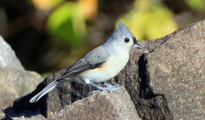 Lärm schadet einer Studie zufolge Vögeln weltweit. Von Menschen verursachter Lärm habe einen erheblichen Einfluss auf die Kommunikation, Nahrungssuche, und Physiologie von Vögeln, hieß es in einer am Mittwoch veröffentlichten Studie.