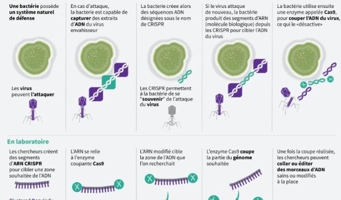 Comment fonctionne la méthode CRISPR-Cas9 qui permet de remplacer des morceaux d'ADN