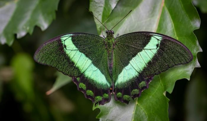 Un papillon à l'Insectarium de Montréal, au Québec, le 1er octobre 2024