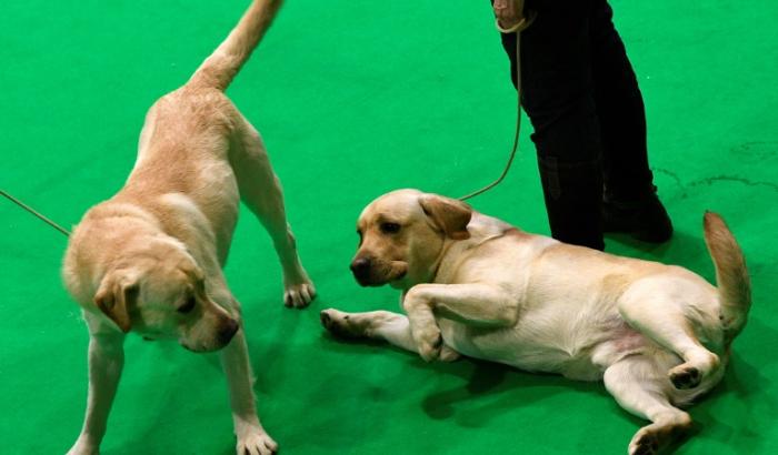 Des labradors retrievers lors d'un concours canin, le 13 mars 2022 à Birmingham (Royaume-Uni)