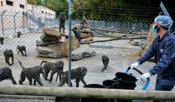 Un employé nourrit des babouins Anubis dans le centre de primatologie du CNRS le 6 novembre 2025, à Rousset dans les Bouches-du-Rhône