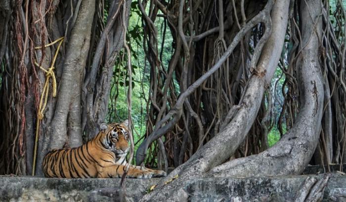 Un tigre dans le parc national indien de Ranthambore, au Rajasthan, le 1er octobre 2024