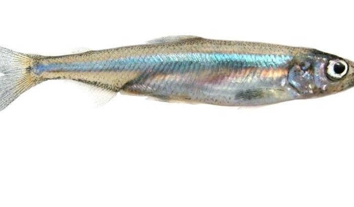 Photo diffusée par l'Agence fédérale américaine de la pêche et de la faune sauvage (USFWS), le 18 mai 2023, d'un l'éperlan du Delta