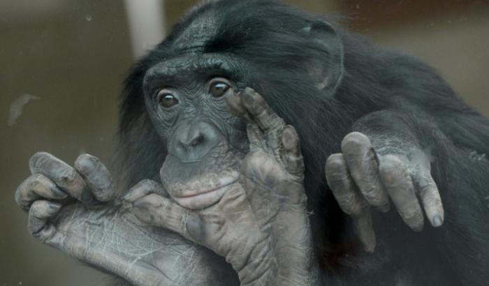 Un bonobo au zoo de Wilhelma à Stuttgart, en Allemagne,le 23 avril 2013