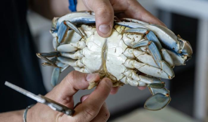 Un biologiste montre les organes génitaux d'un crabe bleu (Callinectes sapidus) au laboratoire de l'Institut méditerranéen d'océanographie (MIO) à Marseille, le 28 mai 2026 dans les Bouches-du-Rhône