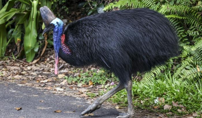 Un casoar, le 7 avril 2024 près de Cairns (Australie)