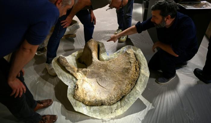 Des paléontologues inspectent un ilium (os pelvien) d'un camarasaurus protégé par du plâtre avant de l'installer pour l'exposition "Chercheurs de Dinos" au musée d'Angoulême, le 22 mai 2026 en Charente