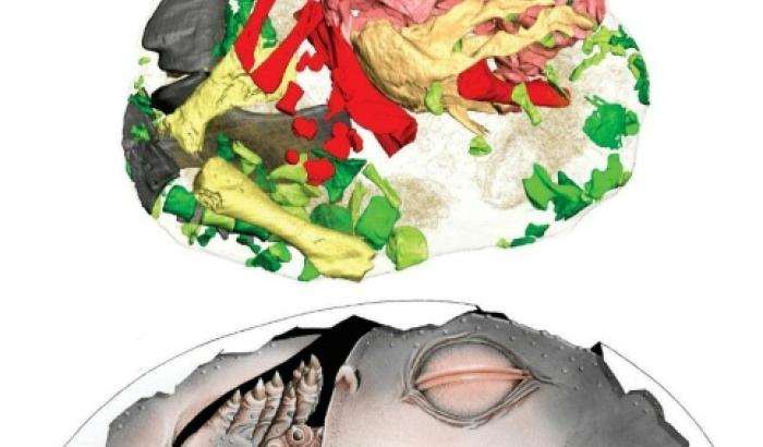 Image fournie par Sophie Vrard and Julien Benoit le 9 avril 2026 montrant un Lystrosaurus dans son oeuf