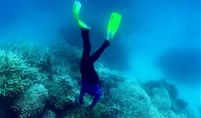 Nach monatelangen Rekordtemperaturen in den Ozeanen erlebt die Welt derzeit nach Angaben einer US-Behörde die zweite große Korallenbleiche innerhalb von zehn Jahren.