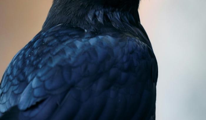 Un corbeau photographié à la Tour de Londres, le 29 juin 2024