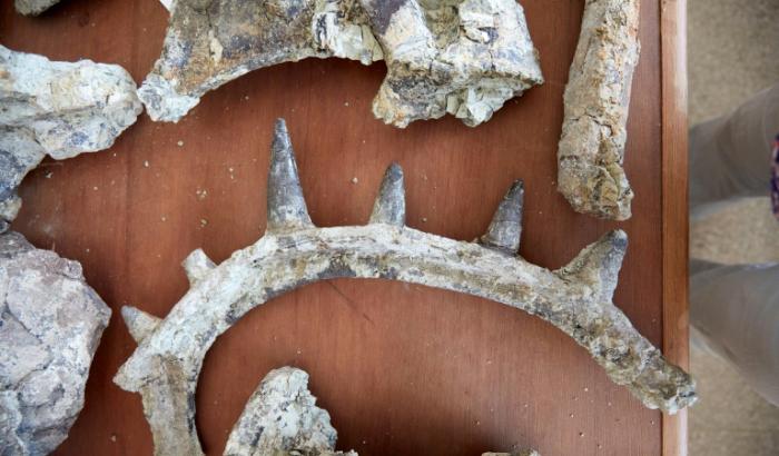 Des ossements d'un dinosaure Spicomellus, à Boulemane, au Maroc, publiée par le muséum d'Histoire naturelle de Londres le 28 août 2025
