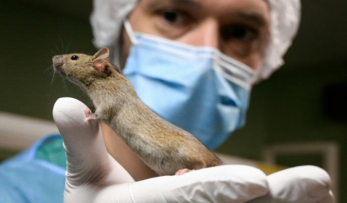 Eine Professorin in Nordrhein-Westfalen darf einem Gerichtsurteil zufolge keine Versuche an Mäusen durchführen, bei denen die Tiere chirurgisch aneinander genäht werden. Das Verwaltungsgericht Köln bestätigte laut Mitteilung ein Verbot der Versuche.