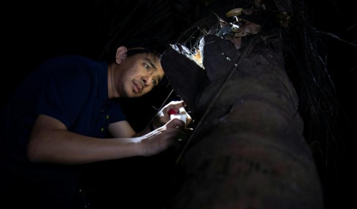 L'entomologiste Cristian Lucanas recherche des cafards sur l'écorce d'un cocotier sur le campus de l'université des Philippines à Los Banos, le 18 février 2026