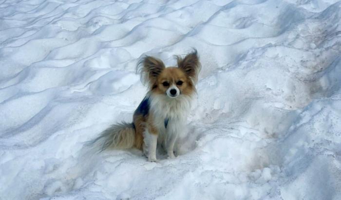 Sie begegnen einem auf der Straße: Kleine Hunde, die extra flauschig und niedlich aussehen - aber auch sie haben wahrscheinlich etwas Wolf in sich. Dies ist jedenfalls das Ergebnis einer Studie von US-Wissenschaftlern.