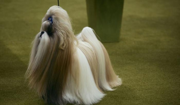 Un shih tzu lors d'une exposition canine à New York le 14 mai 2024