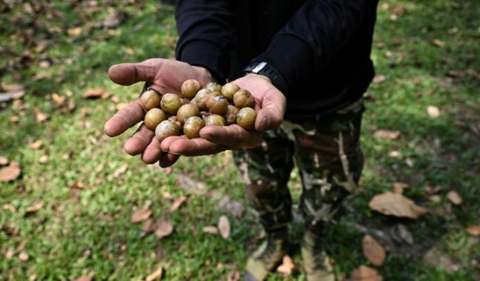 Un membre de l'équipe scientifique montre des fruits de phyllantus emblica recueillis dans la réserve d'Umphang, le 21 mars 2025 en Thaïlande