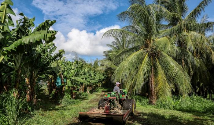 Une bananeraie à Basse-Pointe, en Martinique, le 24 novembre 2022