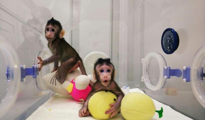 Zhong Zhong (g) et Hua Hua, clones de macaques mangeurs de crabes créés en 2017