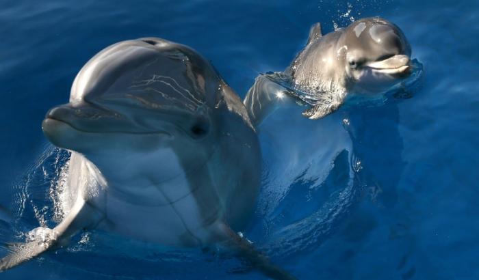 For bottlenose dolphins, it's the taste of urine and signature whistles that allow them to recognize their friends at a distance, according to a study published in Science Advances