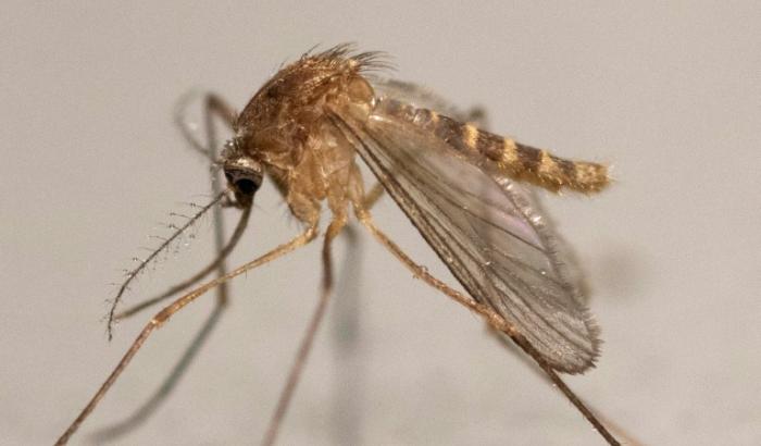 Culex Pipiens prospère autour de 25°C