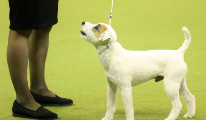 Des chercheurs, après étude, ont conclu qu'un chien suit le regard de son maître pour comprendre son intention